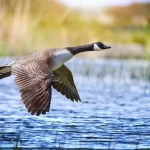 pato en verano