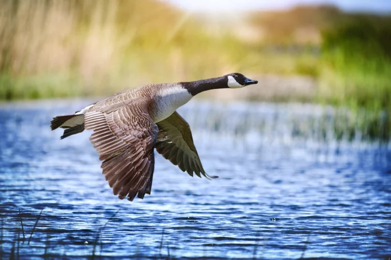 pato en verano